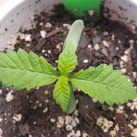 Vanilla Drip 1🍦 [6/24] growlog timeline photo