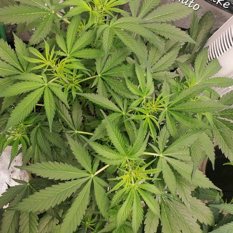 Wedding Cake Auto 1 [3/4] growlog timeline photo