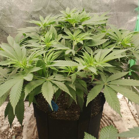 Dragon Mints 4💥 [4/29] growlog timeline photo
