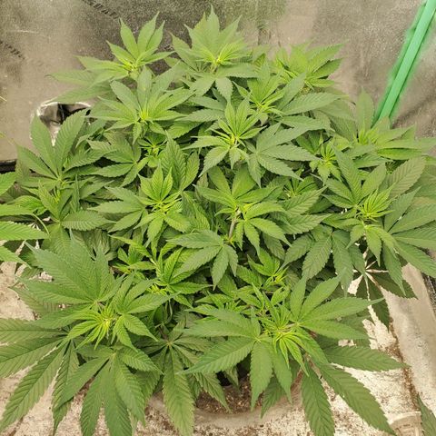 Dragon Mints 4💥 [4/29] growlog timeline photo