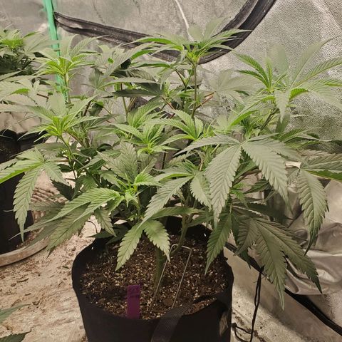 Scooby Snacks 1i 🐕 [4/15] growlog timeline photo