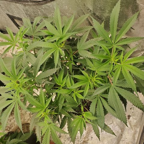 Scooby Snacks 1i 🐕 [4/15] growlog timeline photo