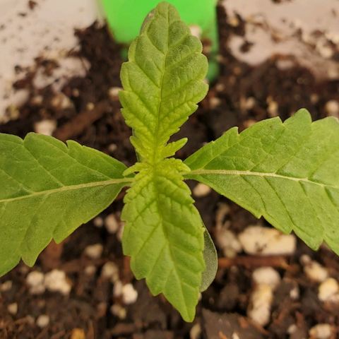 Vanilla Drip 1🍦 [6/24] growlog timeline photo