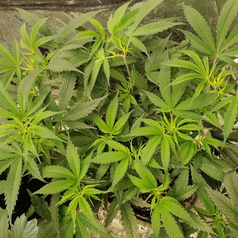 Scooby Snacks 1i 🐕 [4/15] growlog timeline photo