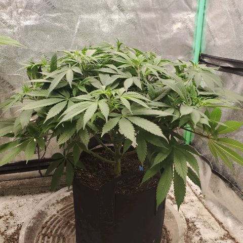 Dragon Mints 4💥 [4/29] growlog timeline photo