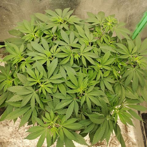 Dragon Mints 4💥 [4/29] growlog timeline photo