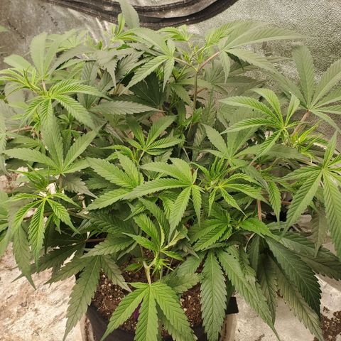 Scooby Snacks 1i 🐕 [4/15] growlog timeline photo
