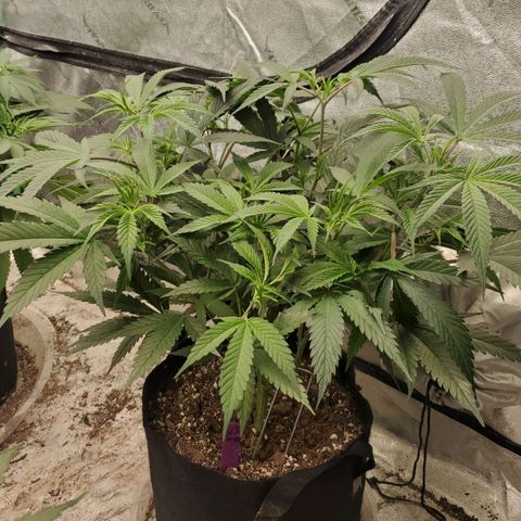 Scooby Snacks 1i 🐕 [4/15] growlog timeline photo
