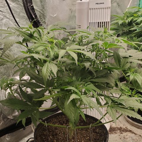 Wedding Cake Auto 1 [3/4] growlog timeline photo