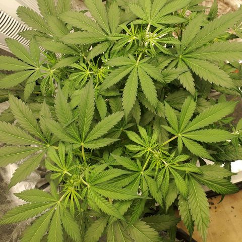 Wedding Cake Auto 1 [3/4] growlog timeline photo