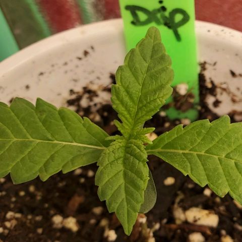 Vanilla Drip 1🍦 [6/24] growlog timeline photo