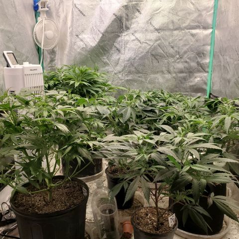 Dragon Mints 4💥 [4/29] growlog timeline photo