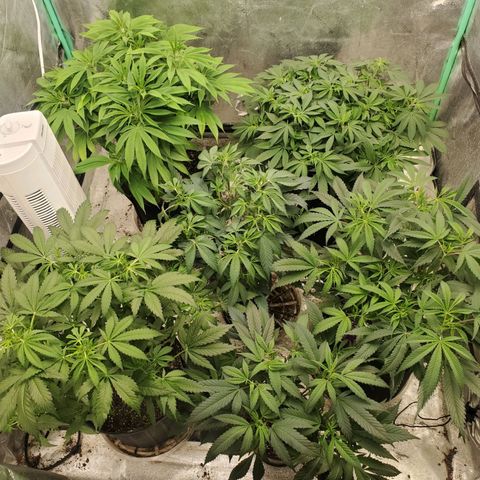 Dragon Mints 4💥 [4/29] growlog timeline photo