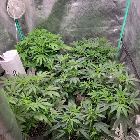 Dragon Mints 4💥 [4/29] growlog timeline photo