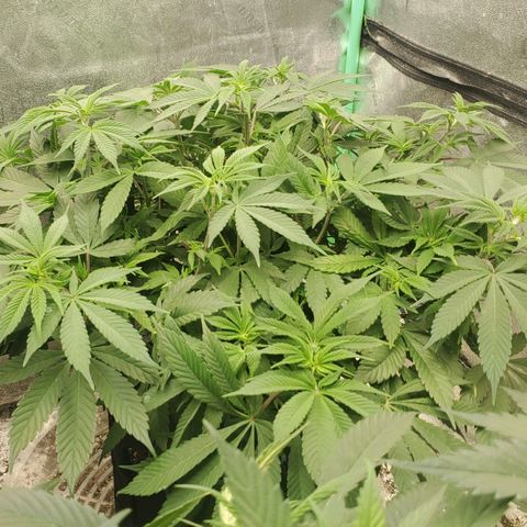 Dragon Mints 4💥 [4/29] growlog timeline photo