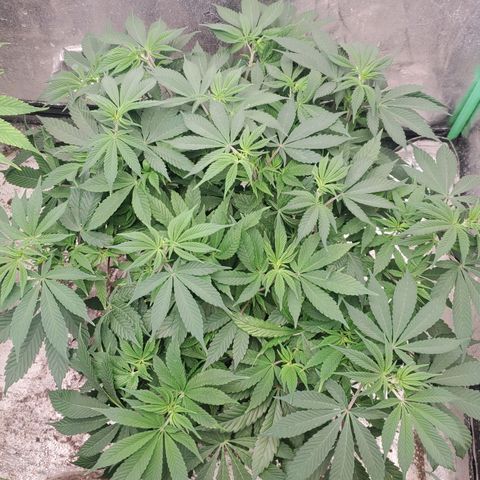 Dragon Mints 4💥 [4/29] growlog timeline photo