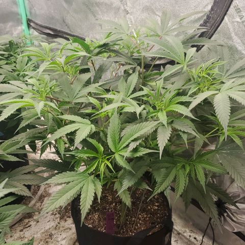Scooby Snacks 1i 🐕 [4/15] growlog timeline photo
