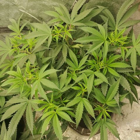 Scooby Snacks 1i 🐕 [4/15] growlog timeline photo