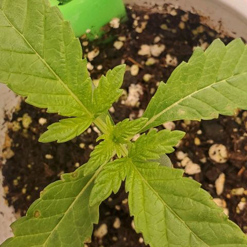 Vanilla Drip 1🍦 [6/24] growlog timeline photo