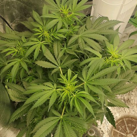 Wedding Cake Auto 1 [3/4] growlog timeline photo