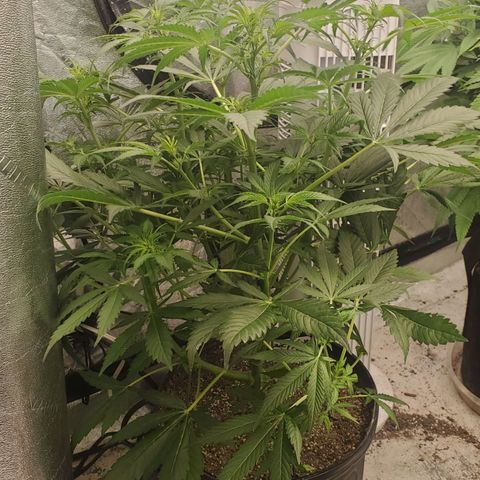 Wedding Cake Auto 1 [3/4] growlog timeline photo