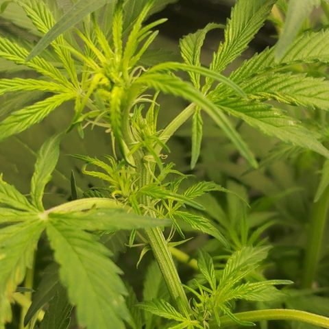 Wedding Cake Auto 1 [3/4] growlog timeline photo