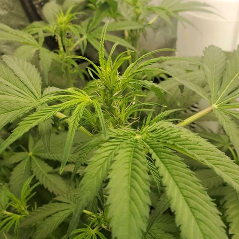 Wedding Cake Auto 1 [3/4] growlog timeline photo