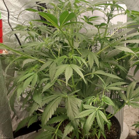 Wedding Cake Auto 1 [3/4] growlog timeline photo