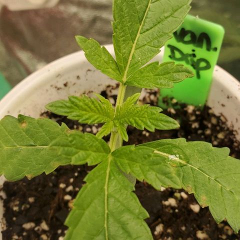 Vanilla Drip 1🍦 [6/24] growlog timeline photo