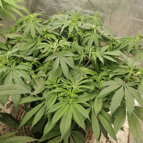 Dragon Mints 4💥 [4/29] growlog timeline photo