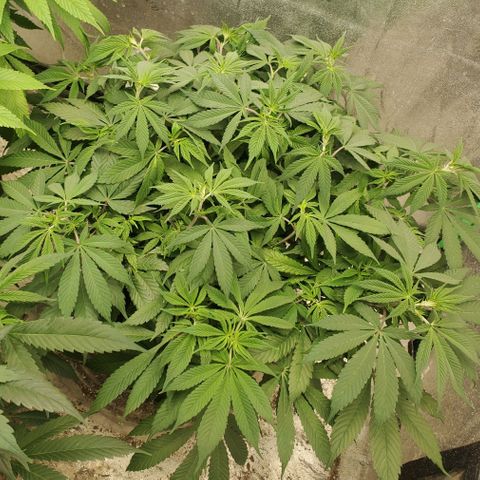 Dragon Mints 4💥 [4/29] growlog timeline photo