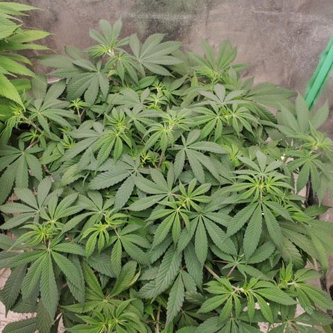 Dragon Mints 4💥 [4/29] growlog timeline photo
