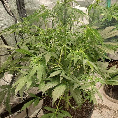 Wedding Cake Auto 1 [3/4] growlog timeline photo
