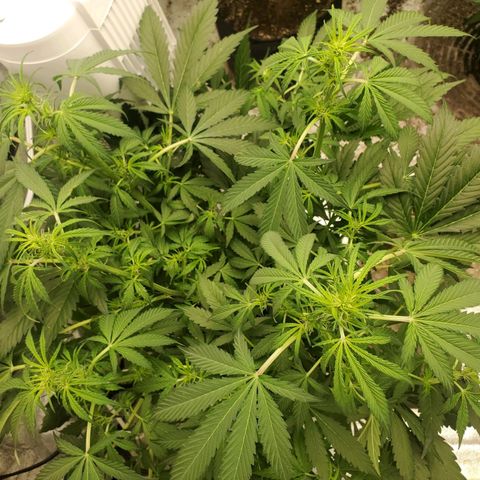 Wedding Cake Auto 1 [3/4] growlog timeline photo