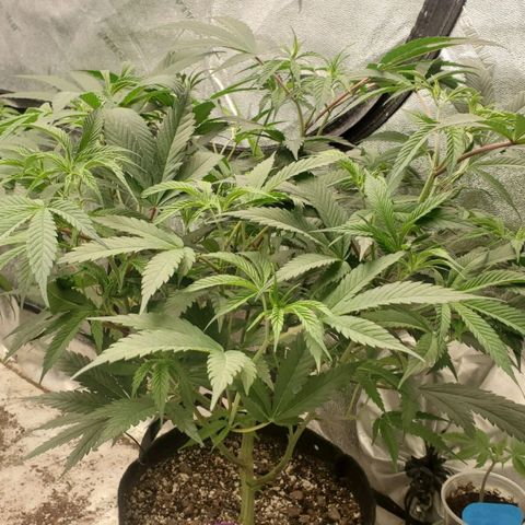 Scooby Snacks 1i 🐕 [4/15] growlog timeline photo