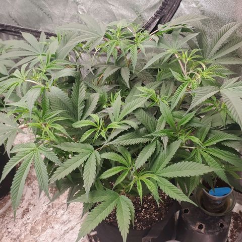 Scooby Snacks 1i 🐕 [4/15] growlog timeline photo