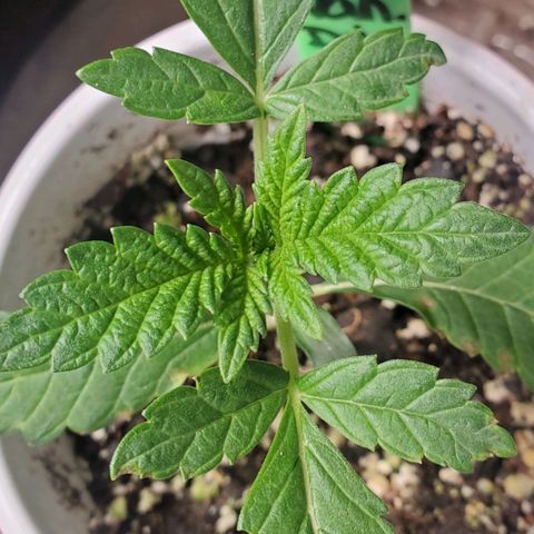 Vanilla Drip 1🍦 [6/24] growlog timeline photo