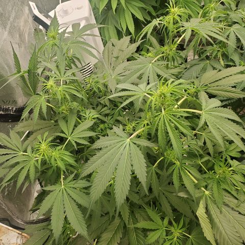 Wedding Cake Auto 1 [3/4] growlog timeline photo