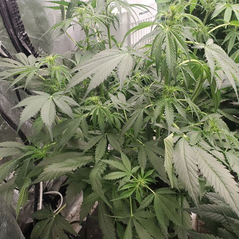 Wedding Cake Auto 1 [3/4] growlog timeline photo