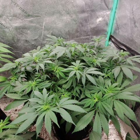 Dragon Mints 4💥 [4/29] growlog timeline photo