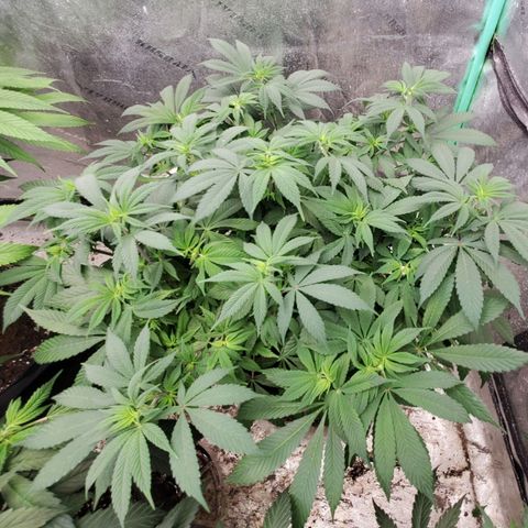 Dragon Mints 4💥 [4/29] growlog timeline photo