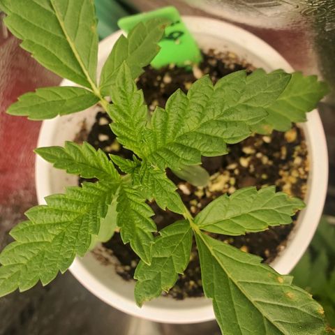 Vanilla Drip 1🍦 [6/24] growlog timeline photo