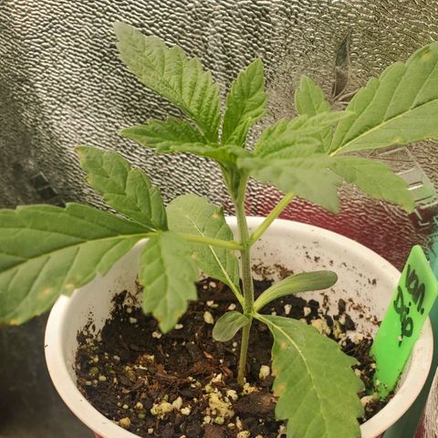 Vanilla Drip 1🍦 [6/24] growlog timeline photo