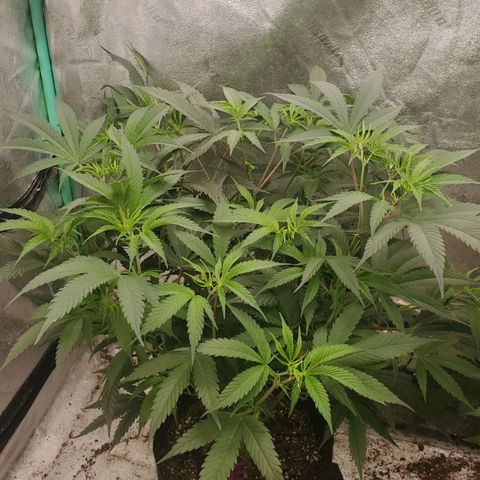 Scooby Snacks 1i 🐕 [4/15] growlog timeline photo