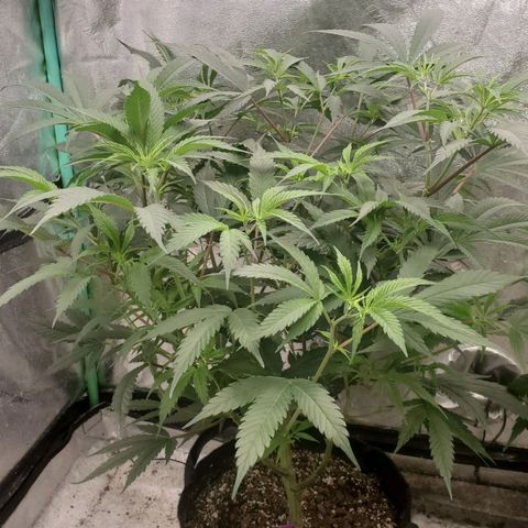 Scooby Snacks 1i 🐕 [4/15] growlog timeline photo