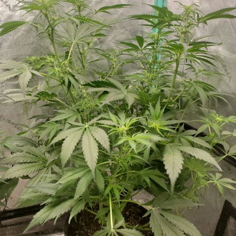 Wedding Cake Auto 1 [3/4] growlog timeline photo