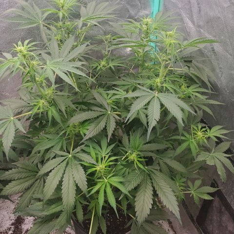 Wedding Cake Auto 1 [3/4] growlog timeline photo