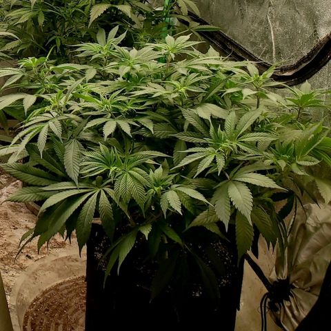 Dragon Mints 4💥 [4/29] growlog timeline photo