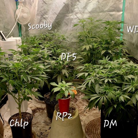 Dragon Mints 4💥 [4/29] growlog timeline photo
