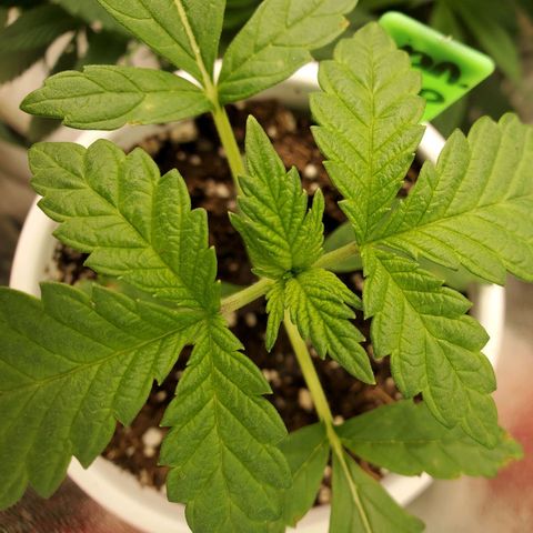 Vanilla Drip 1🍦 [6/24] growlog timeline photo
